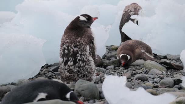Un grupo de pingüinos descansan sobre guijarros en la Antártida. Andreev. . — Vídeos de Stock