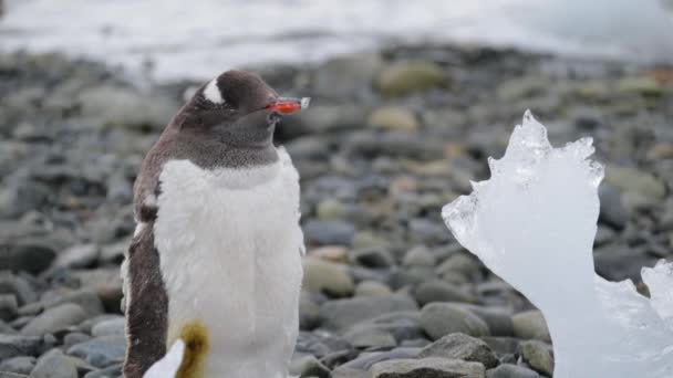 El pingüino sostiene una pluma en su pico. Andreev. . — Vídeo de stock