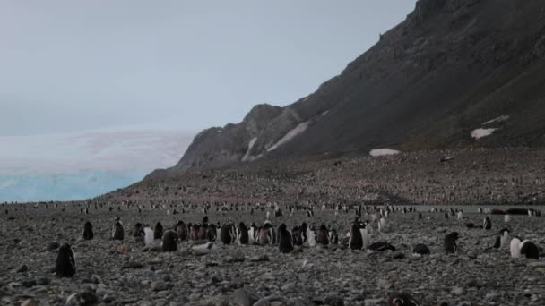 Az élet a nyájat a pingvinek az Antarktiszon. Andrejev. — Stock videók