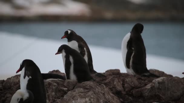Pingvinek egymást táplálják a sziklákon. Andrejev.