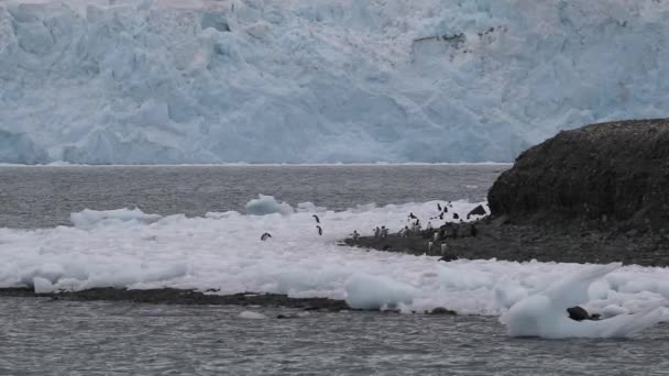 Una vista de un grupo de pingüinos atlánticos cerca del hielo. Andreev. . — Vídeo de stock