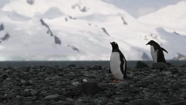 Los pingüinos de Papúa caminan a lo largo de la orilla. Andreev. . — Vídeo de stock