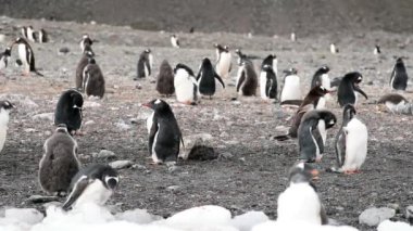 Penguenler bir paket içinde yaşamın bir görünümü. Andreev.