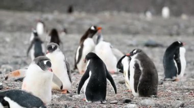 Penguenler stand ve kendi flock bak. Andreev.