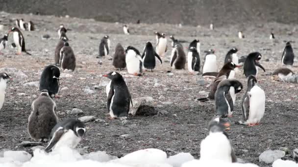 Вид на жизнь пингвинов в стае. Андреев . — стоковое видео