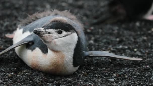 Antarctische pinguïn ligt op de maag. Andrejev. — Stockvideo