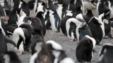 Antarktika penguenler ve paketindeki tüyleri temizle. Andreev.