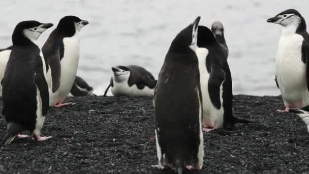 En grupp av Antarctic pingviner står vid stranden av havet. Andreev. — Stockvideo