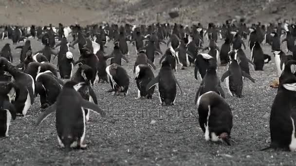 Большое стадо пингвинов на склонах скал. Андреев . — стоковое видео