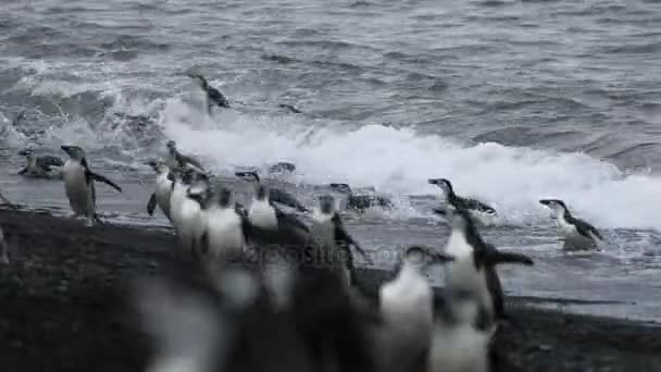 Los pingüinos saltan del agua en la costa de la Antártida. Andreev. . — Vídeo de stock