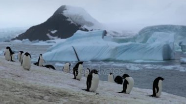 Adelie penguenleri kar ile plajda durup. Andreev.