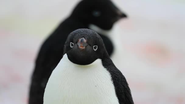 Ρύγχος του το close-up Adelie πιγκουίνος. Andreev. — Αρχείο Βίντεο