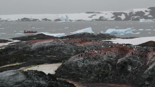 Un branco di pinguini si trova sulla superficie di pietra della riva. Andreev . — Video Stock