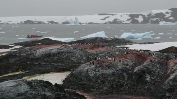 Ein Schwarm Pinguine steht auf der steinernen Oberfläche des Ufers. andreev. — Stockvideo