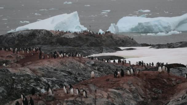 Un troupeau de manchots Adélie se tient sur les rochers près de l'eau. Andreev . — Video