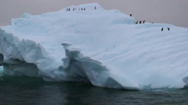 Penguenler buzulun yamaç tırmanmaya. Andreev.
