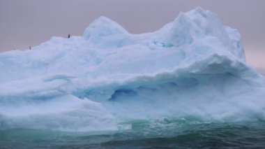 Bir buzul penguenlerle Antarktika dalgalarda boyunca yüzüyor. Andreev.