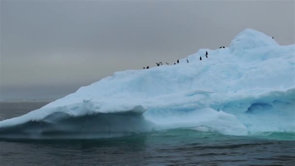 Eine Schar Pinguine auf einem schwimmenden Gletscher. andreev. — Stockvideo