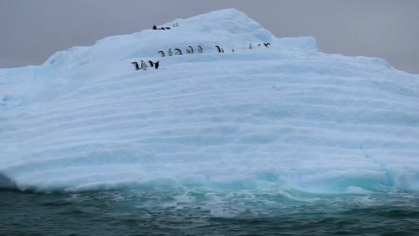 En flock pingviner ner lutningen på glaciären mot vattnet. Andreev. — Stockvideo