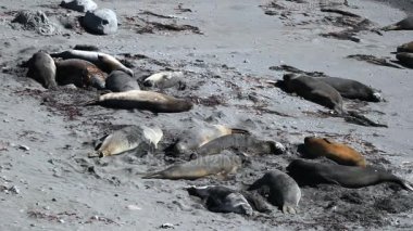 Mühürler sahilde. Andreev.