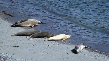 Kürk fokları yalan kıyı üzerine bir grup. Andreev.