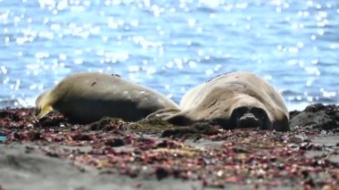Mühürler yalan sahilde kapatın. Andreev.