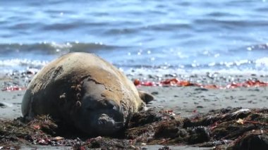 Mühür kum plaj üzerinde bol dökümlü. Andreev.