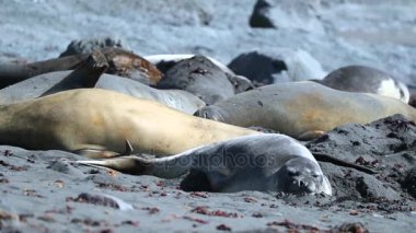 Mühürler yan yana yalan. Andreev.