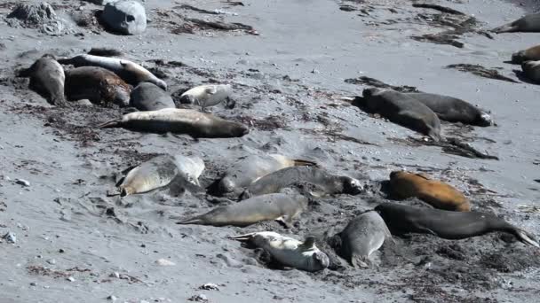 Een kudde van bont zeehonden rusten in de grijstinten. Andrejev. — Stockvideo