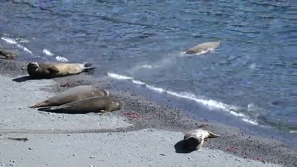 Die Robbe segelt vom Ufer aus. andreev. — Stockvideo