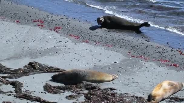 Het zegel wordt verkend in het water. Andrejev. — Stockvideo