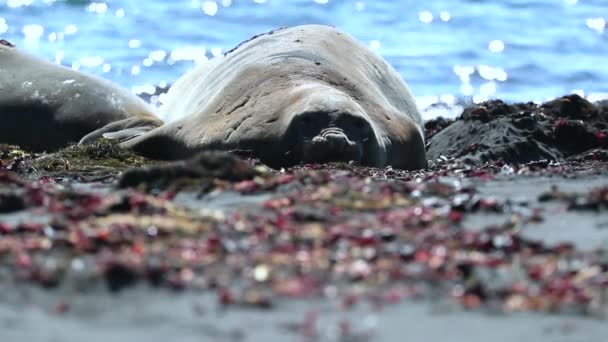 The seal lies and rests under the sun. Andreev. — Stock Video