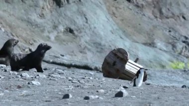 Penguen kürk fokları başlamaktadır. Andreev.