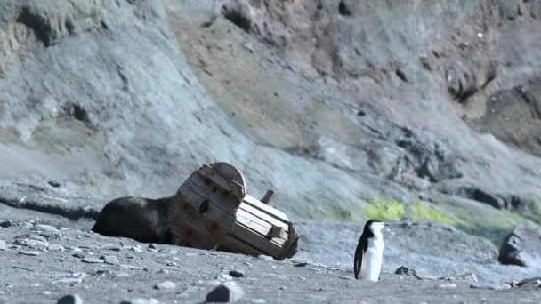 Een pinguïn staat tegen een houten spoel op het strand. Andrejev. — Stockvideo