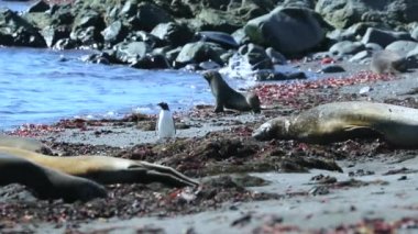 Penguen mühürler sahilde arasında. Andreev.