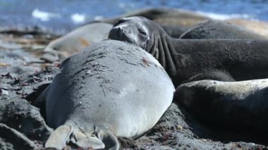 Mühürler sahilde birbirlerinin üstüne yalan. Andreev.
