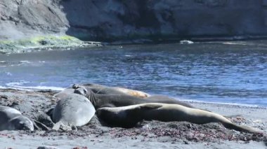 Kürk mühürler sahilde bir kenar mahalle. Andreev.