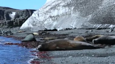Mühürler sahilde bir buzul arka planda yalan. Andreev.