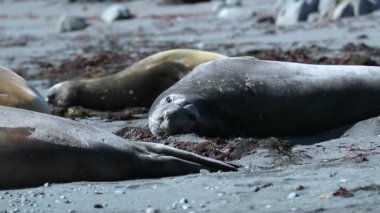 Mühürler algler arasında sahilde yalan. Andreev.