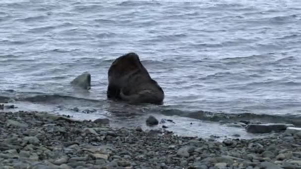 Förseglingen sitter i vattnet nära stranden. Andreev. — Stockvideo