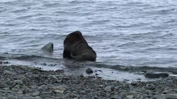 De zegel zit in het water in de buurt van de kust. Andrejev. — Stockvideo