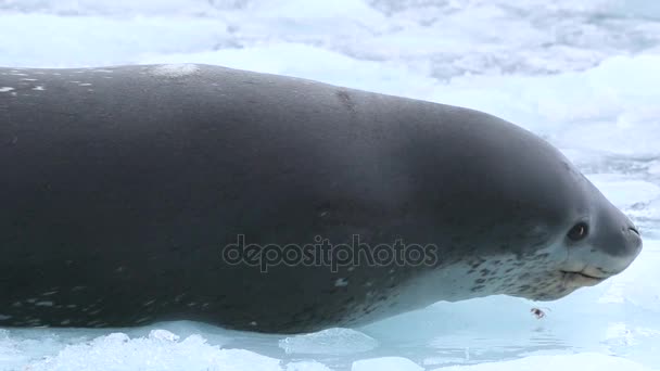 Close-up of a seal lying in the snow. Andreev. — Stock Video