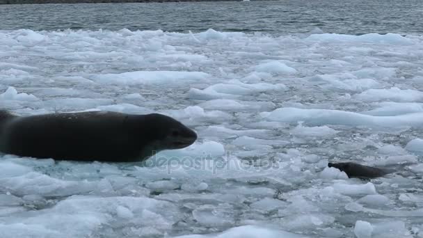 Las focas nadan entre trozos de hielo en aguas poco profundas. Andreev. . — Vídeos de Stock