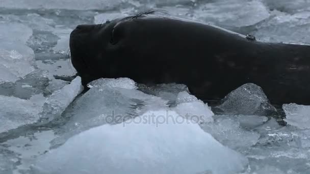 Голова тюленя выходит из воды. Андреев . — стоковое видео