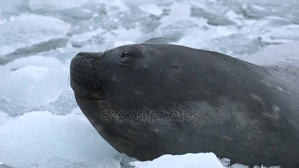 Close-up of the face and eyes of the seal. Andreev. — Stock Video