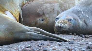 Mühürler birbirine yakın çakıl üzerinde yalan. Andreev.