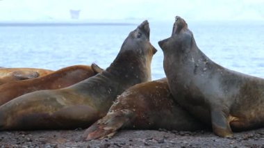 Mühürler başlarını yukarı kaldırın ve çığlık. Andreev.