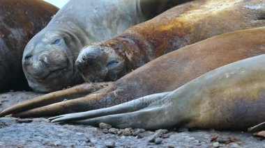 Mühür, namlu ile pençe çizikler. Andreev.