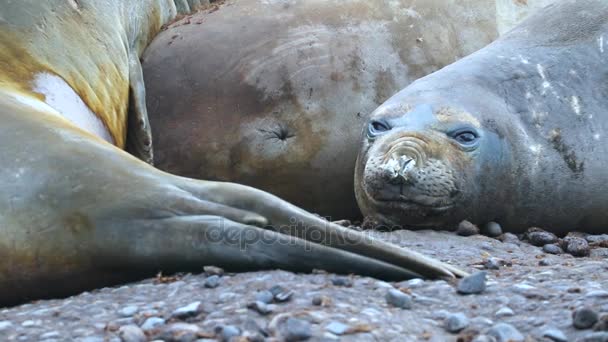 Seals lie near each other on pebbles. Andreev. — Stock Video