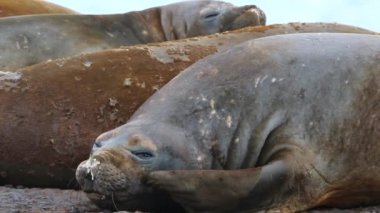 Mühür akşam gün batımında sahilde yatıyor. Andreev.
